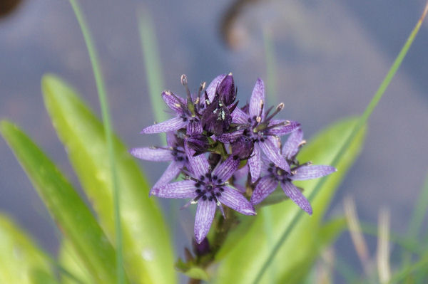 Aster mauve