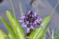 Aster mauve