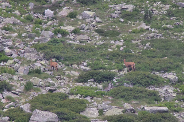 Deux isards au Couyou de l_Affron