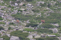 Deux isards au Couyeou de l'Affron