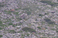 Deux autres isards au Couyeou de l'Affron