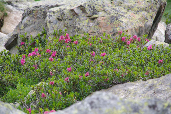 Des rhododendrons encore fleuris