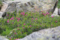 Des rhododendrons encore fleuris