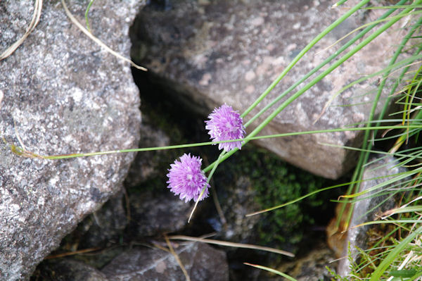 Jolies fleurs