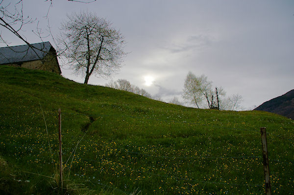 Une jolie prairie de printemps en montant au dessus d_Arcizans Dessus