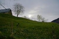 Une jolie prairie de printemps en montant au dessus d_Arcizans Dessus