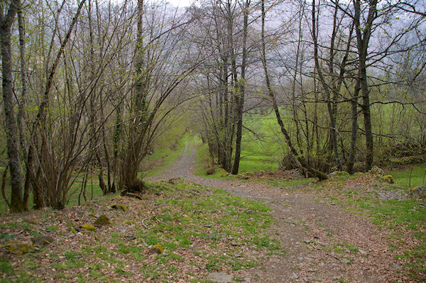 Un joli chemin arbor au dessus de Gaillagos