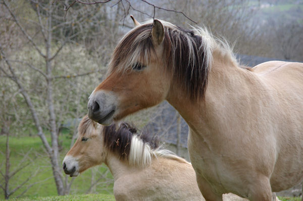 A Gaillagos mme les chevaux ont le sourire!