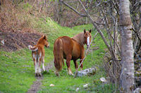 Une magnifique pouliche et son poulain en montant au Col de Liar