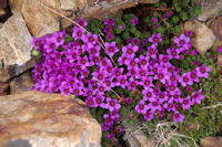 Magnifiques fleurs (?) sur la crte Ouest-Nord-Ouest du Petit Vignemale