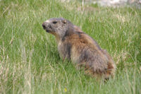 Une marmotte pas sauvage du tout!