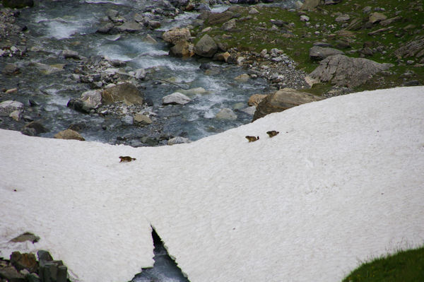 Cavalcade de marmottes sur un nv