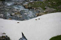 Cavalcade de marmottes sur un neve