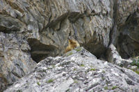 Une marmotte aux aguets!