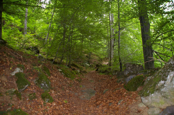 Le chemin sous Les Esplaus