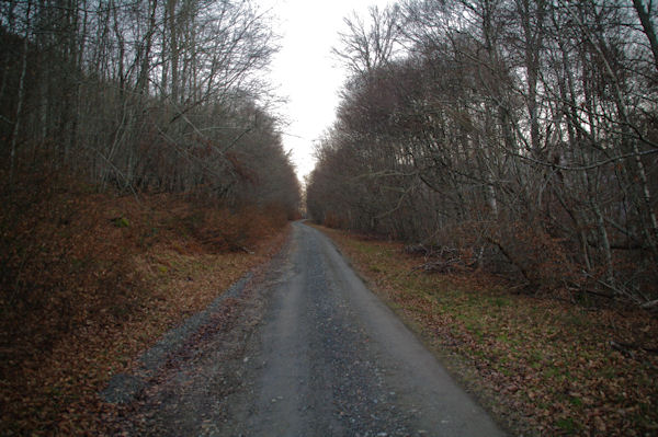 La route du Col de Liar dans le Bois d_Arragnat