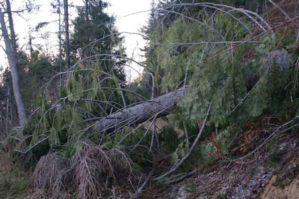 Les dgats de Xynthia dans le bois d_Arragnat