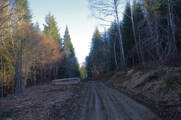 La route du Col de Liar dans le Bois d_Arragnat