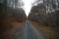 La route du Col de Liar dans le Bois d_Arragnat