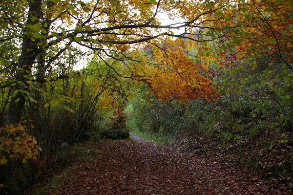 Le chemin de l'Arboretum  Arrens