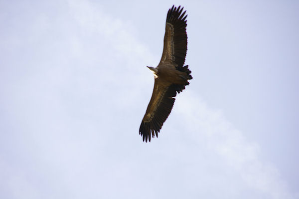 Un vautour fauve