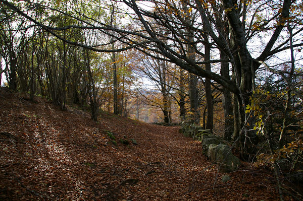 Le Bois de Lesterie