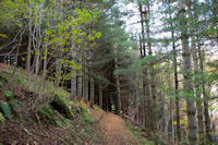 En rentrant a l'Arboretum d'Arrens