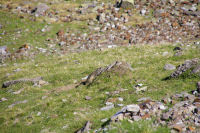 Une marmotte qui se dore au soleil