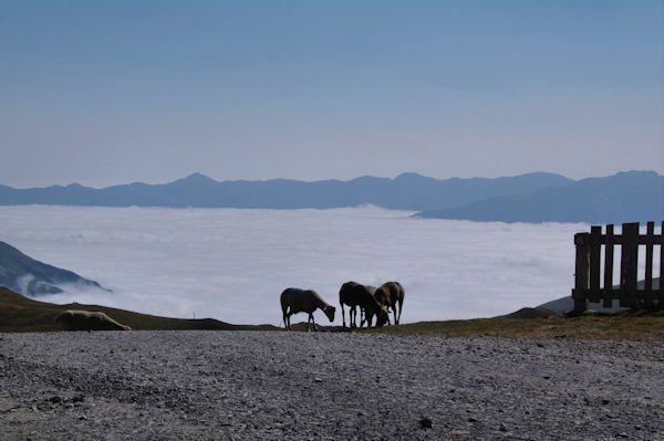 Moutons en estive au Col de Portet