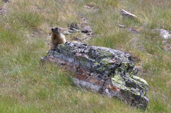 Marmotte aux aguets