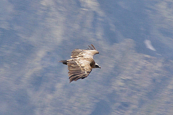 Vautour fauve en chasse