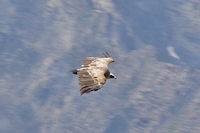 Vautour fauve en chasse