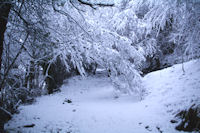 Le sentier de l_Arboretum d_Arrens