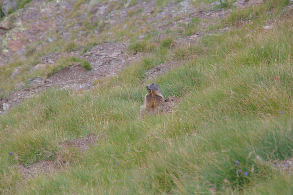 Une marmottes sous le Col du Pimn