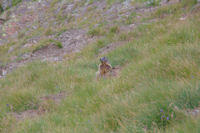 Une marmottes sous le Col du Pimn