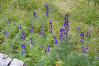 Des Lupins au Plareau des Cabardous