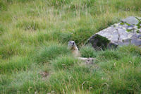 Une marmotte craintive au plateau des Cardous