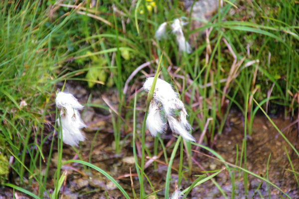 Linaigrette