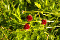 Jolies fleurs au Pla d'Artigou