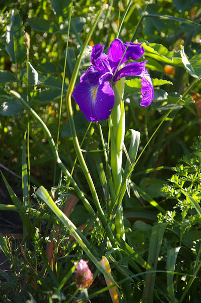 Un iris mauve au Pla d_Artigou