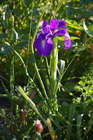 Un iris mauve au Pla d'Artigou