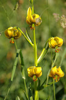 Un lys jaune des Pyrnes au Pla d_Artigou