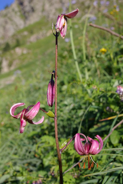 Un lys martagon des Pyrnes au Pla d_Artigou