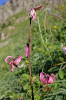 Un lys martagon des Pyrenees au Pla d'Artigou