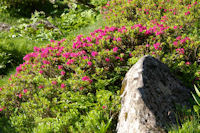 Des rhododendrons vers les ruines de la Lie