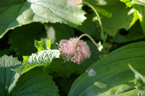 La gouffa pour cette fleur, mais laquelle?