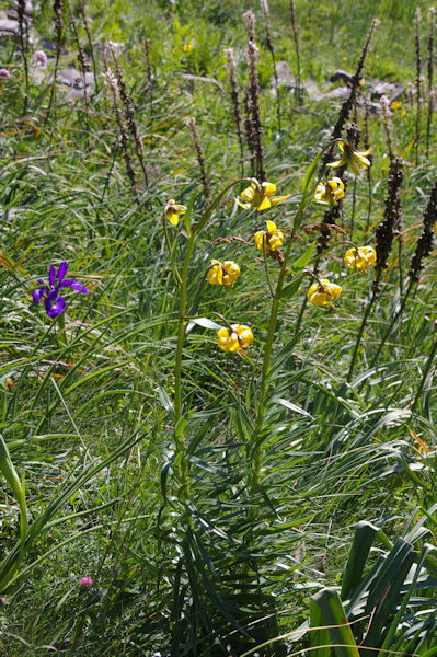 Iris et lys sous le flanc Sud du Petit Arroubert