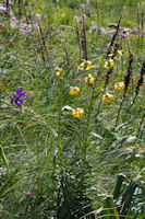 Iris et lys sous le flanc Sud du Petit Arroubert