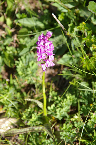 Une orchide sous le flanc Sud du Petit Arroubert