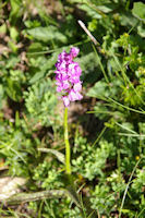 Une orchidee sous le flanc Sud du Petit Arroubert